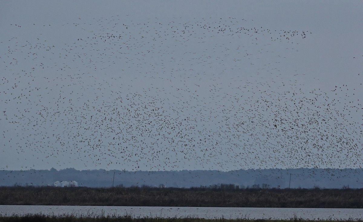 Green-winged Teal - ML43281321