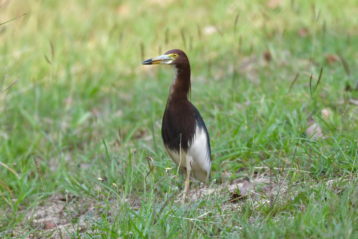 Chinese Pond-Heron - ML432813971