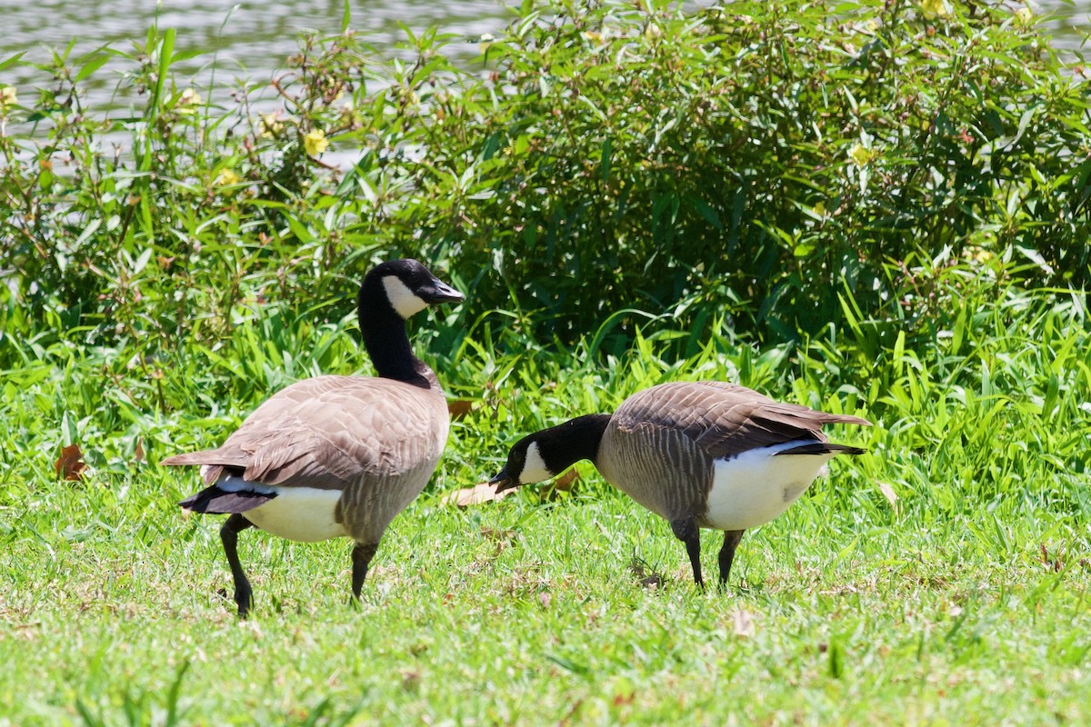 Cackling Goose - Jaculin Bowman