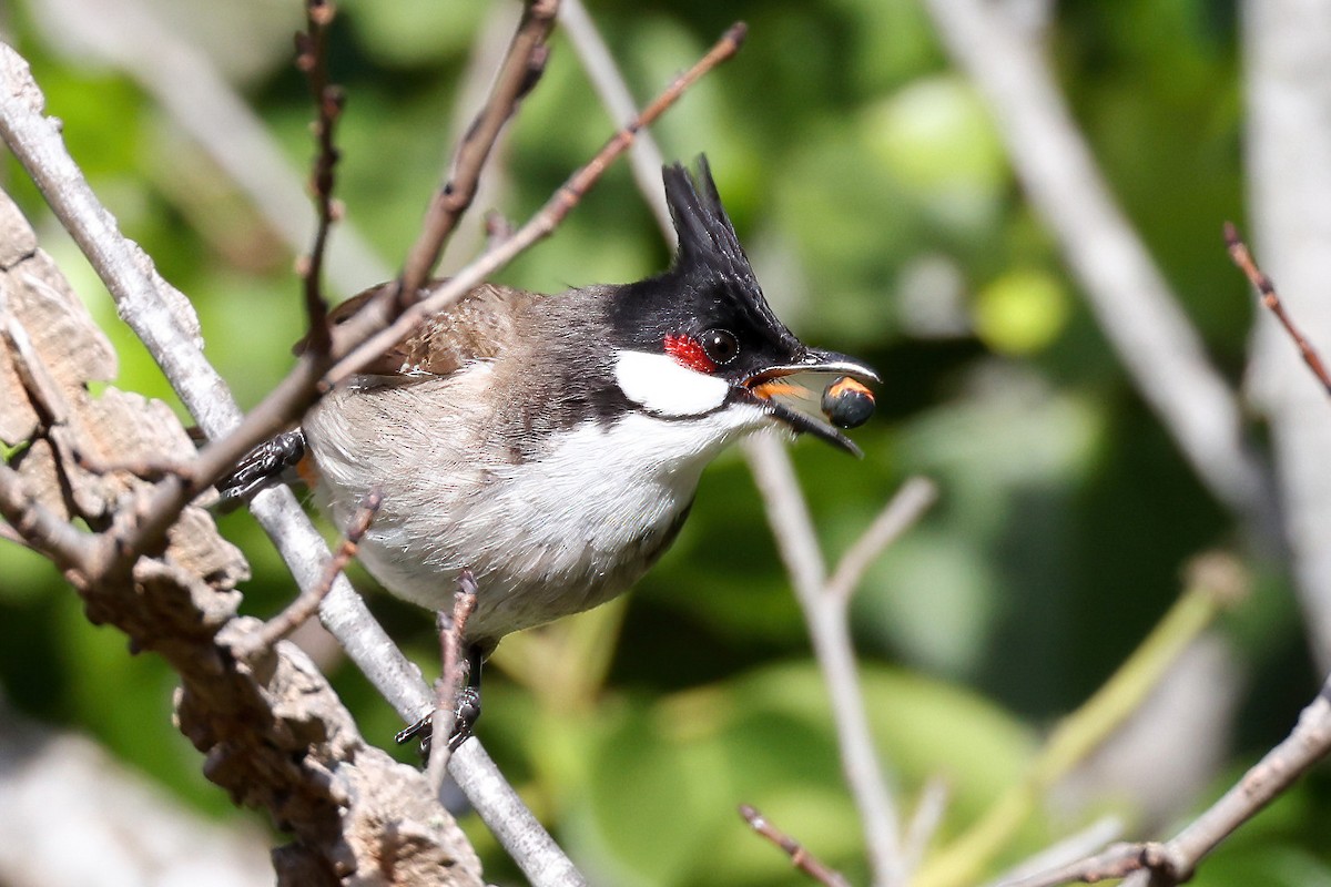 Red-whiskered Bulbul - Garrett Lau
