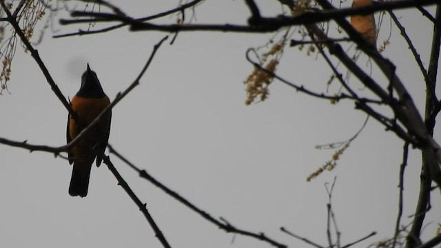 Orange-bellied Leafbird - ML432815021