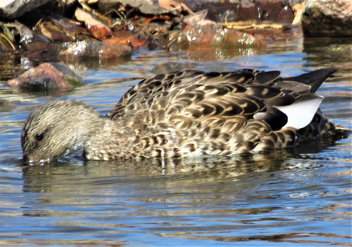 Gadwall - ML432815661