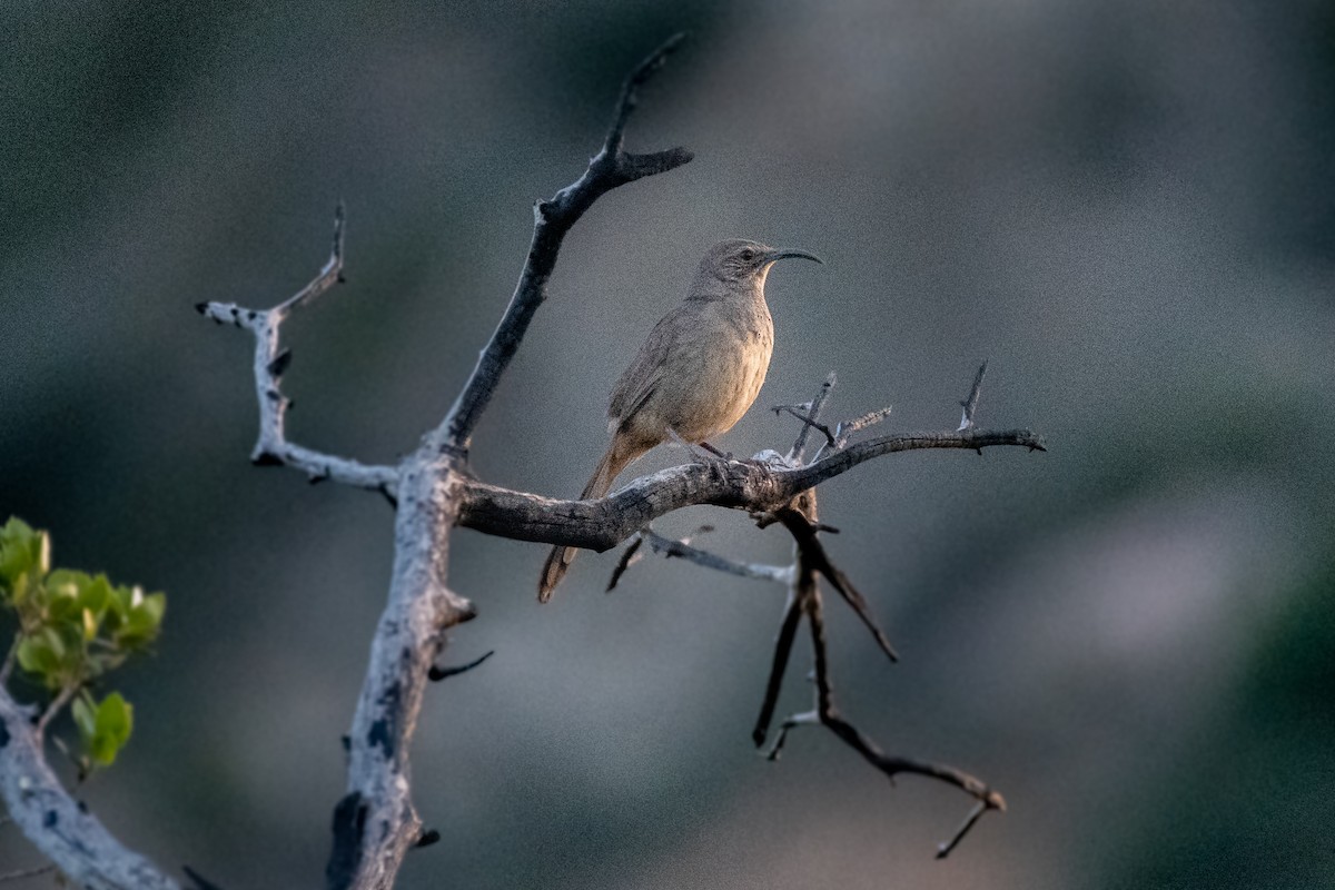 California Thrasher - ML432816101