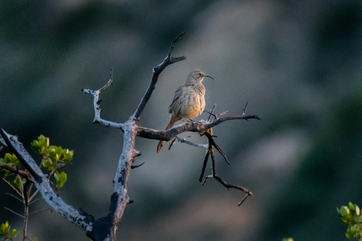 California Thrasher - ML432816121