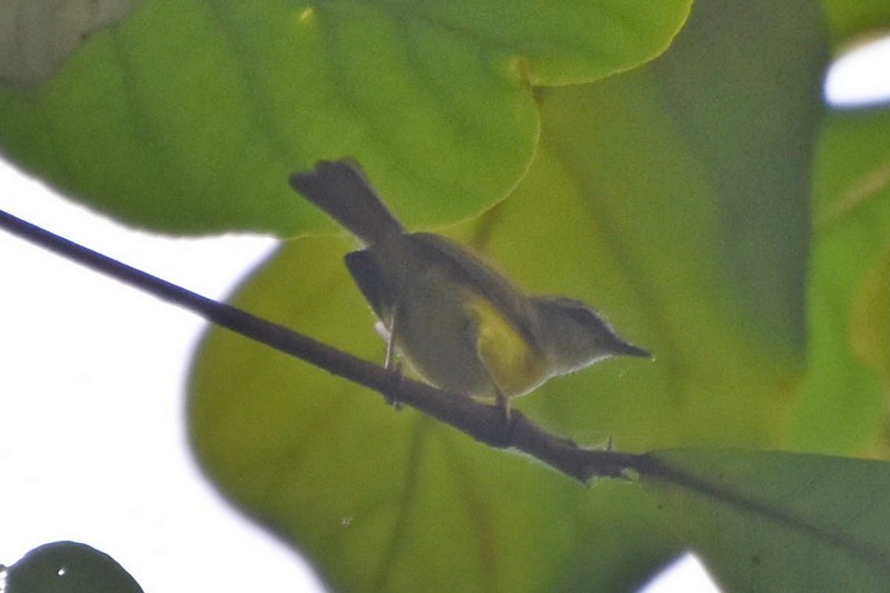 Yellow-bellied Warbler - ML432817051