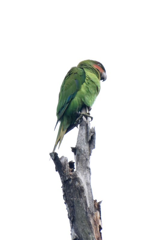 Long-tailed Parakeet - ML432817261