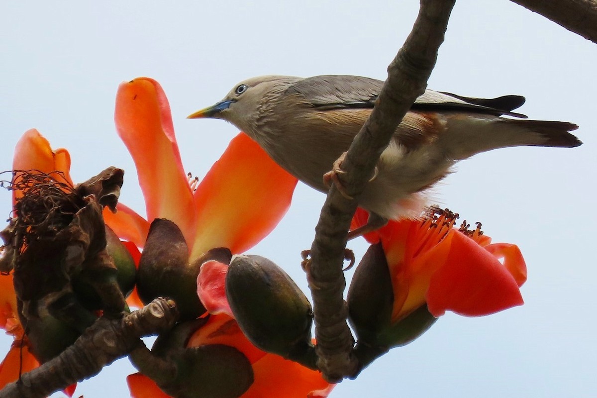 Chestnut-tailed Starling - ML432817471