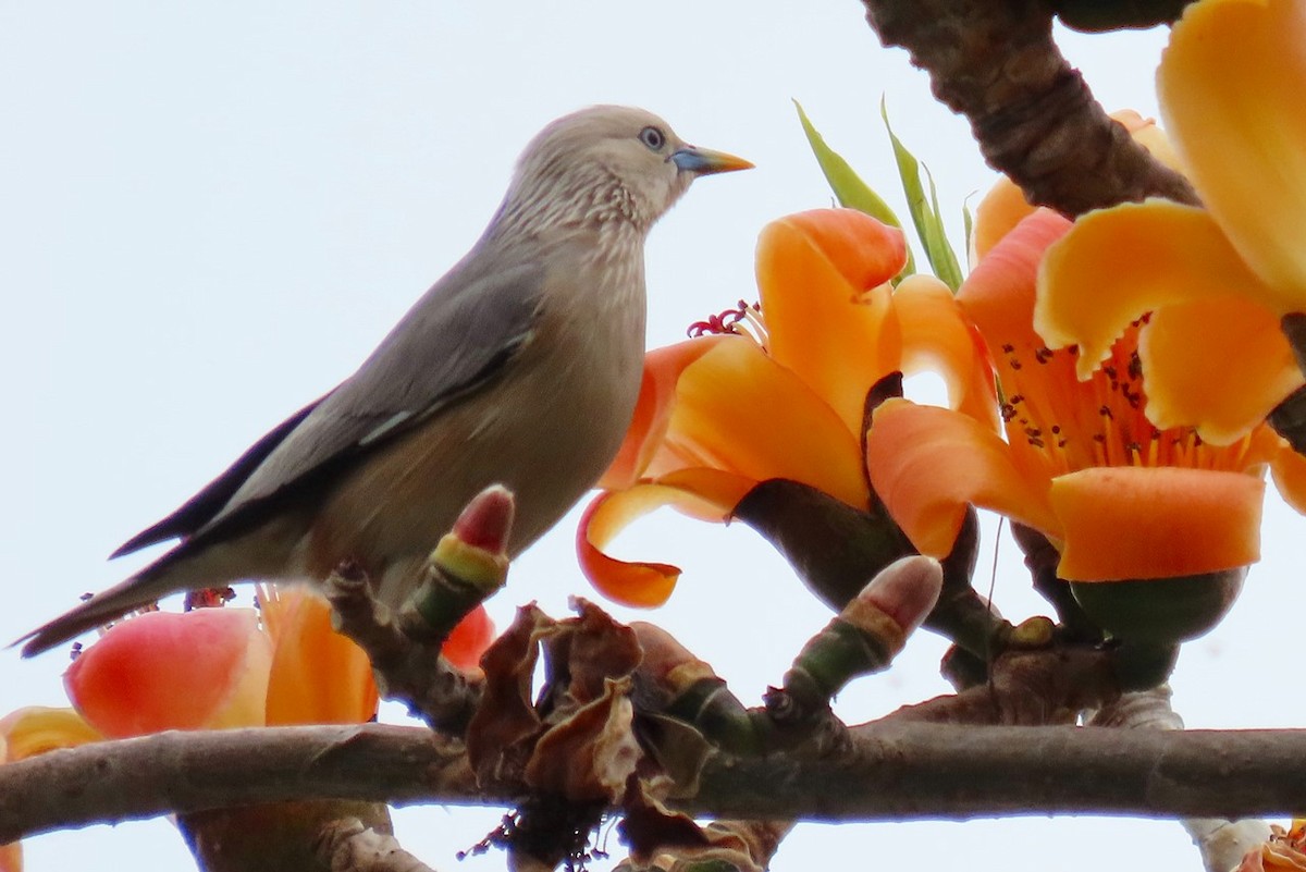 Chestnut-tailed Starling - ML432817481