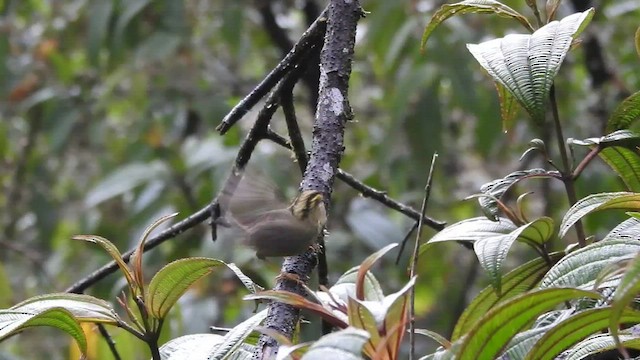 Yellow-throated Fulvetta - ML432818491