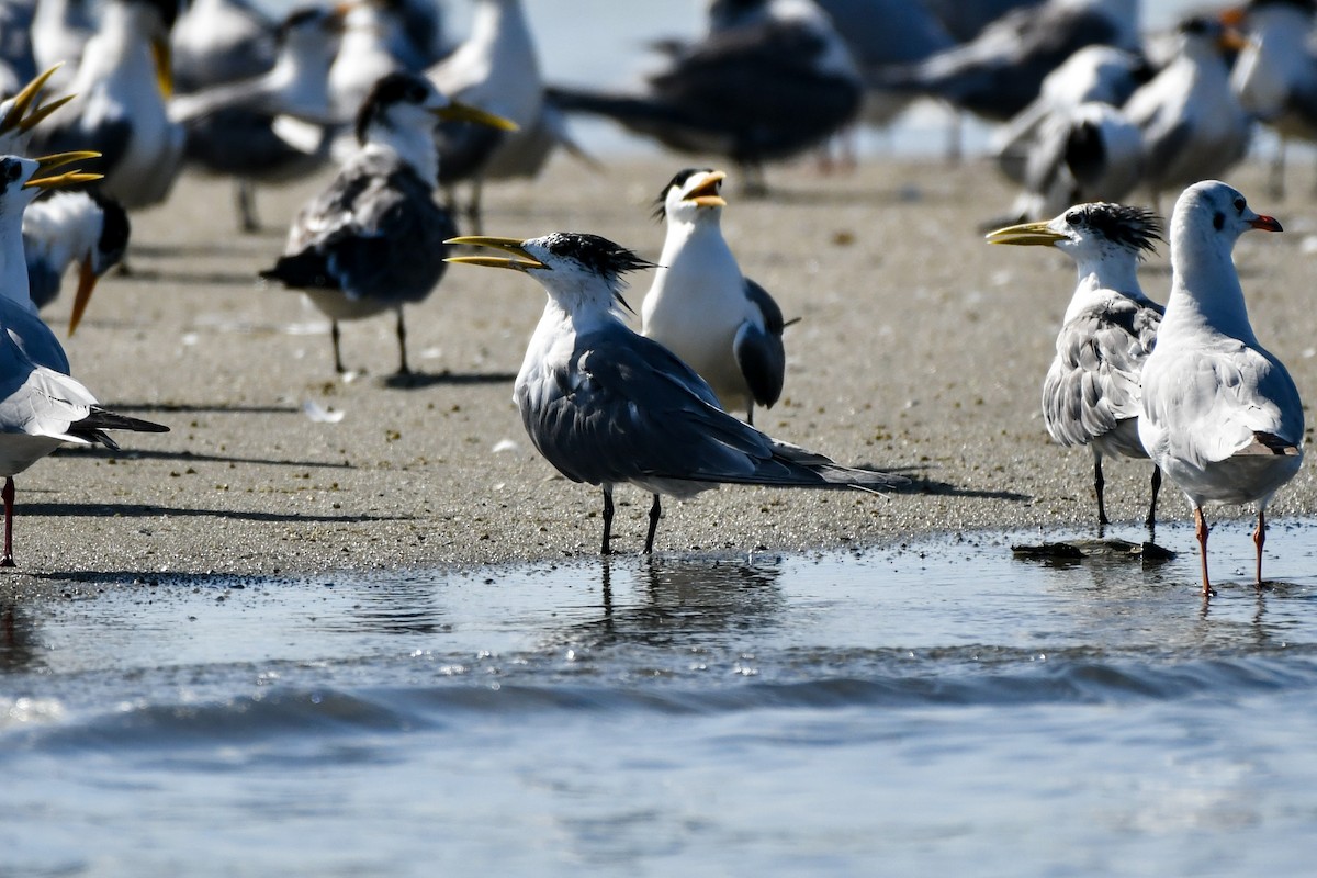 Great Crested Tern - ML432818531
