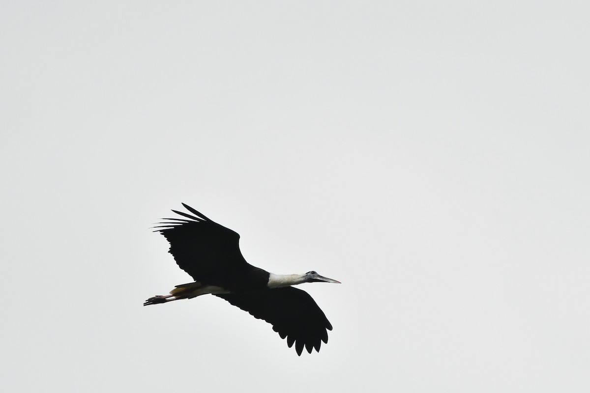 Asian Woolly-necked Stork - ML432818591
