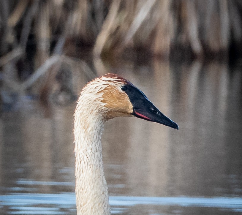 Cygne trompette - ML432819601