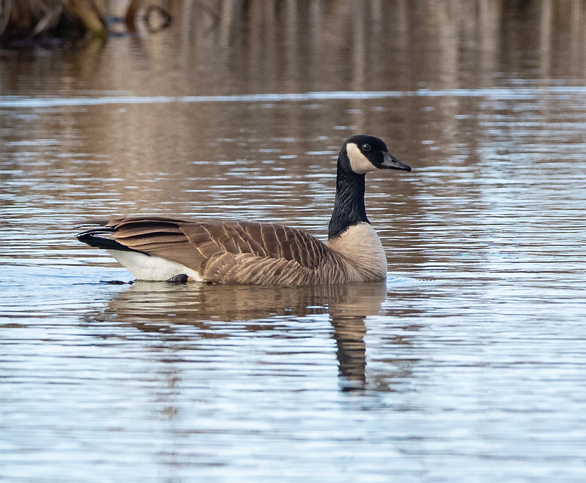 Canada Goose - ML432819721