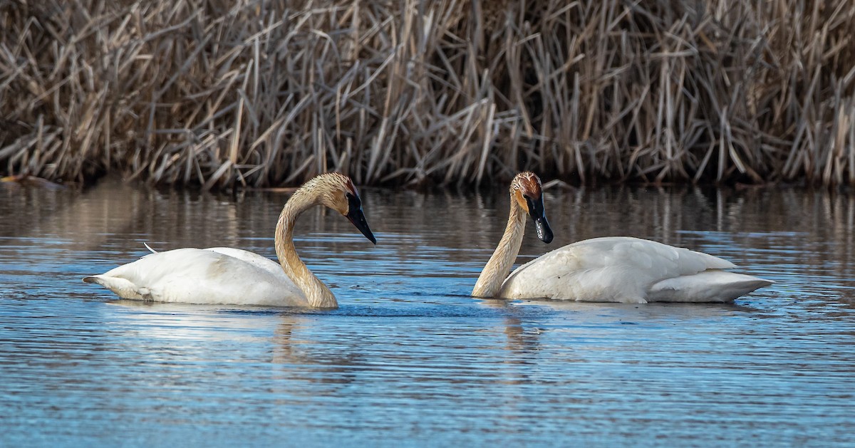 Trumpeter Swan - bj worth