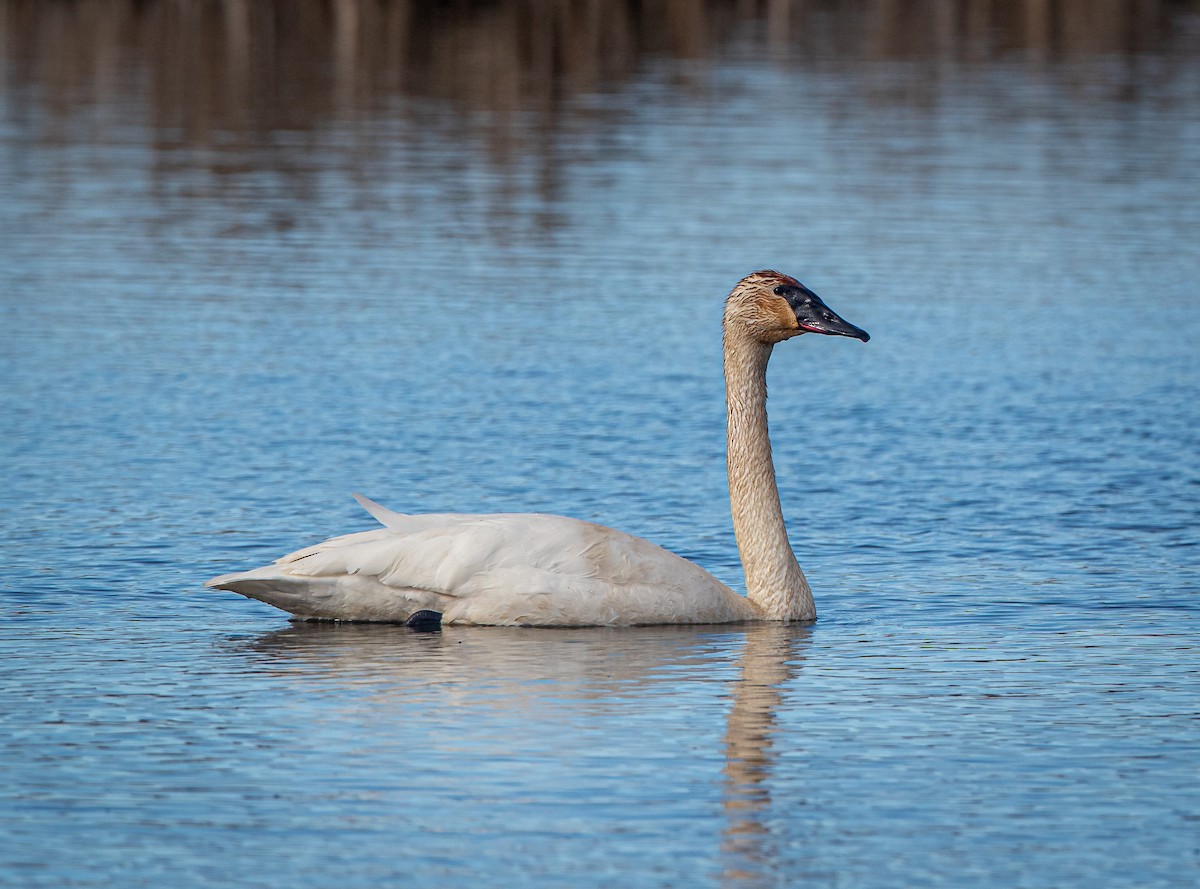 Trumpeter Swan - ML432819781