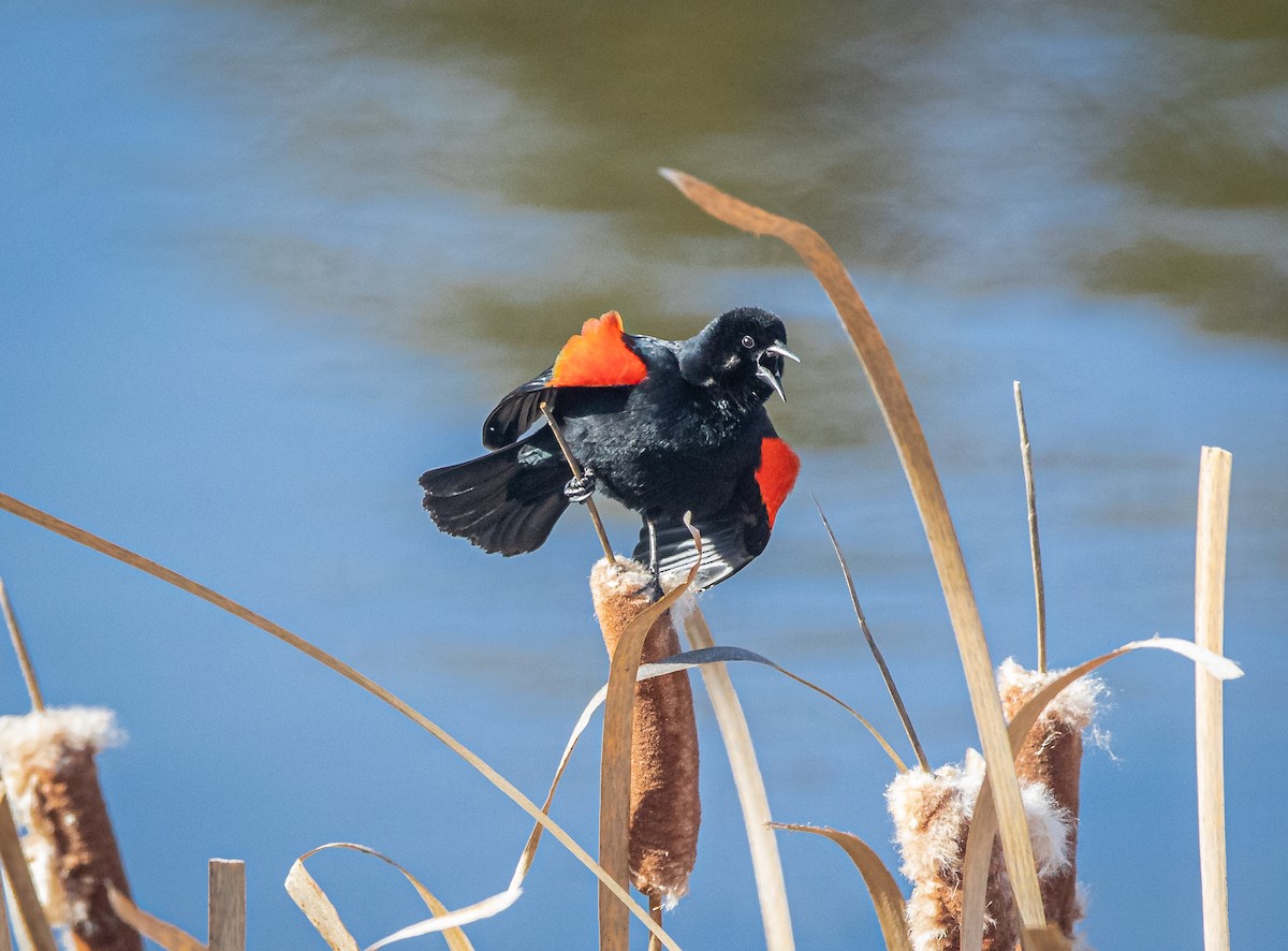 Red-winged Blackbird - ML432819791