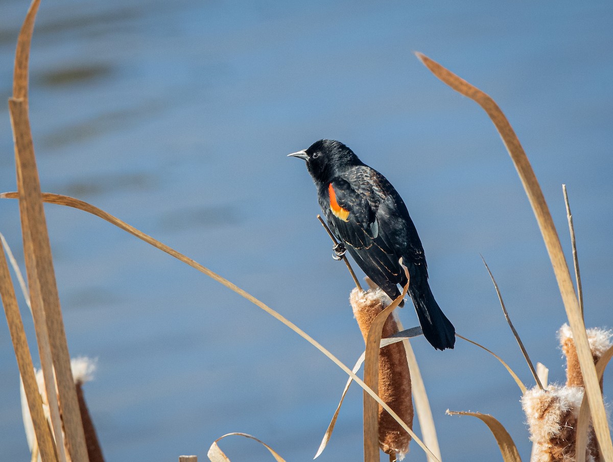 Red-winged Blackbird - ML432819811