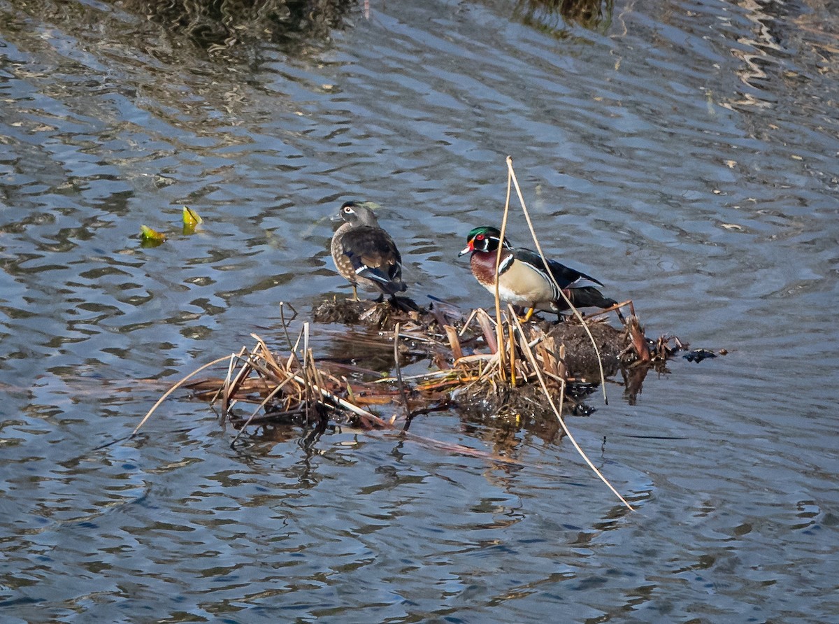 Wood Duck - ML432820321