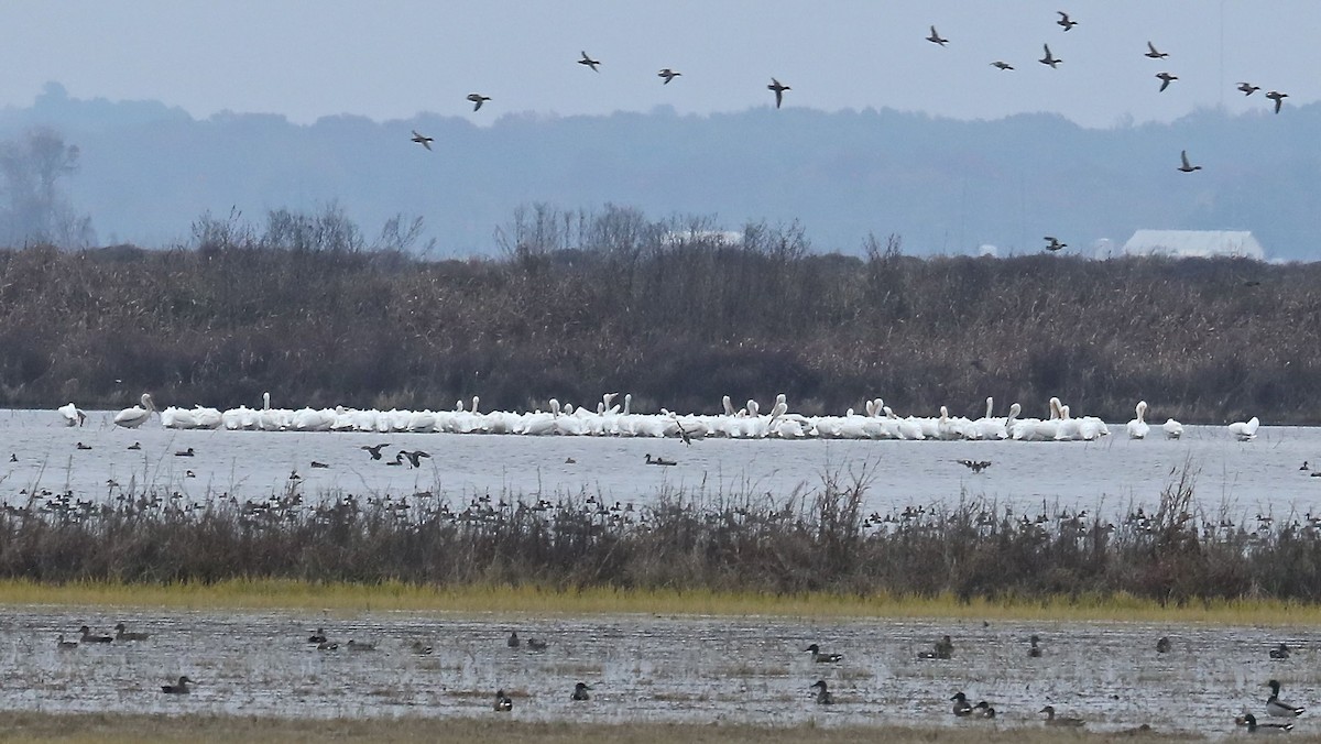 American White Pelican - Charles Lyon