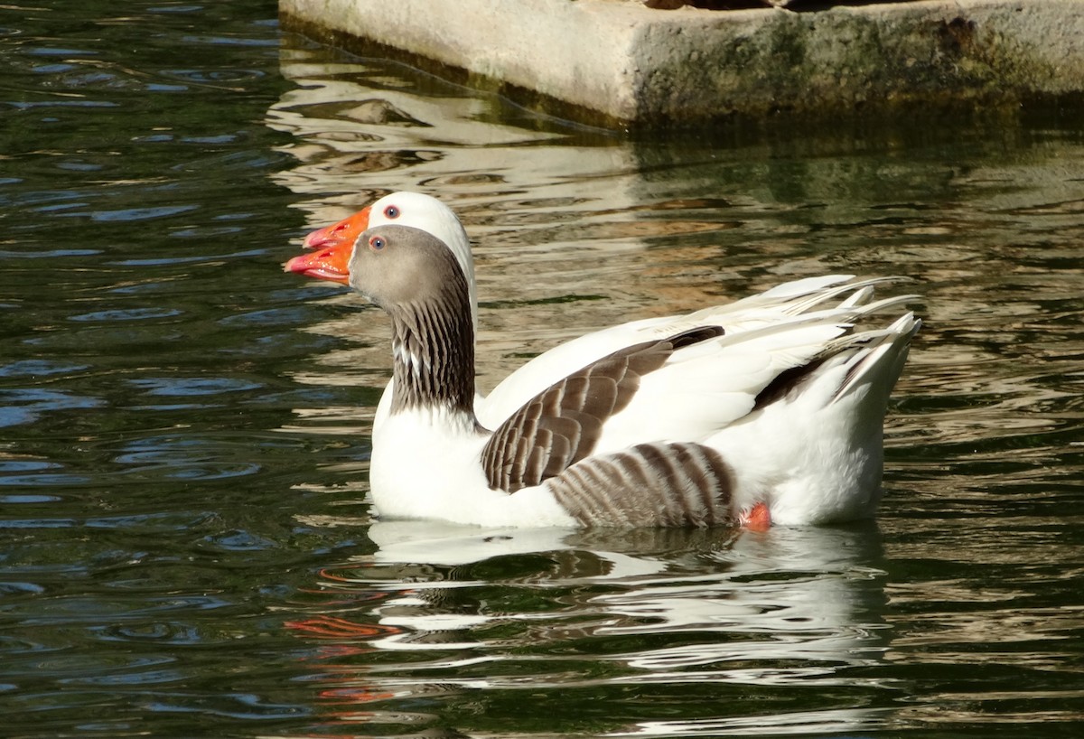 Oie cendrée (forme domestique) - ML432822981