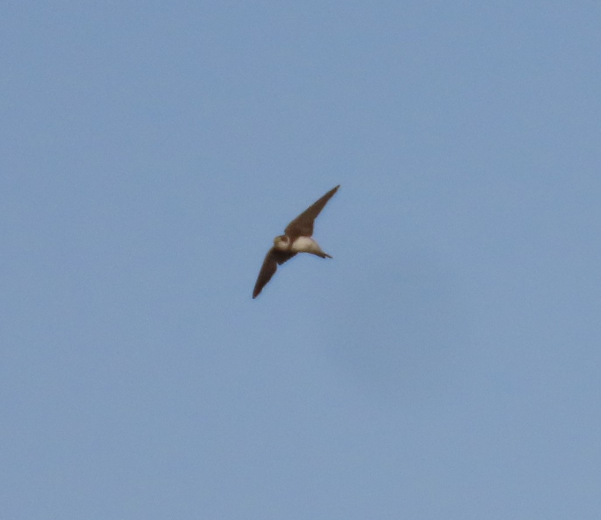 Bank Swallow - ML432825881