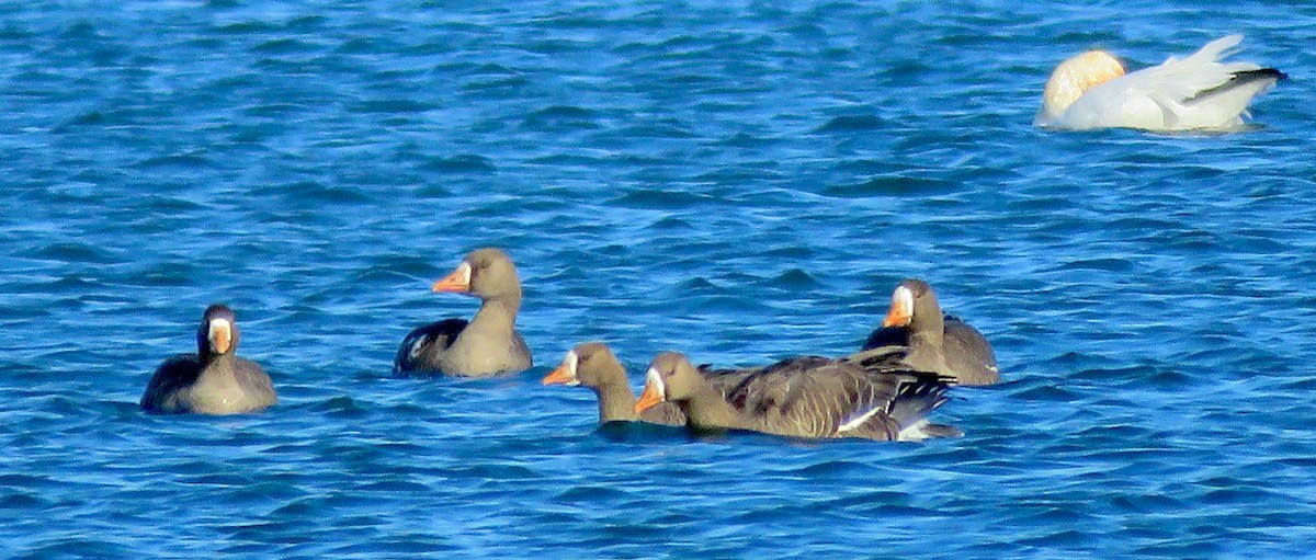 Greater White-fronted Goose - Kim Harrell