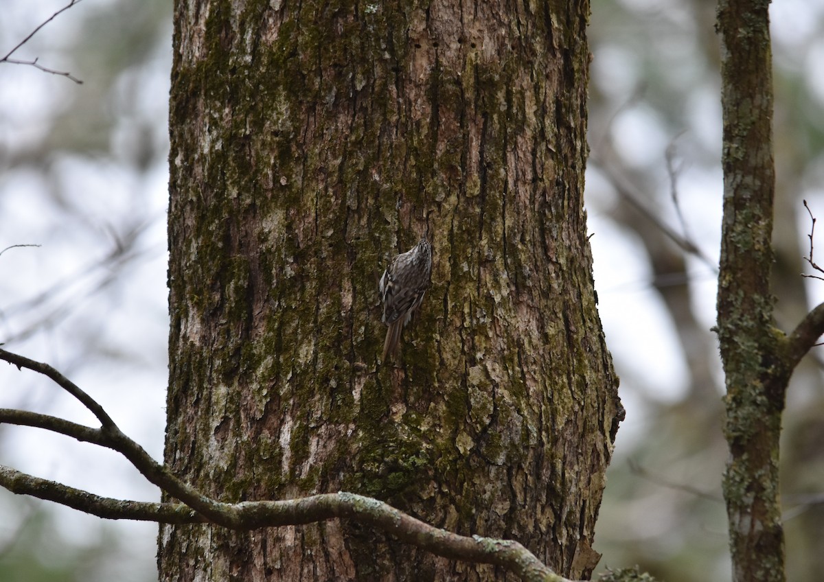 Brown Creeper - ML432826941