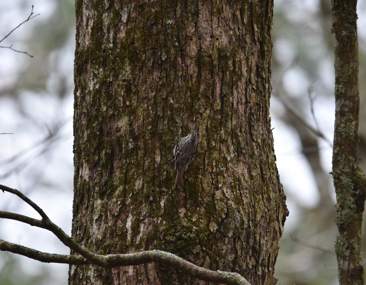 Brown Creeper - ML432826951
