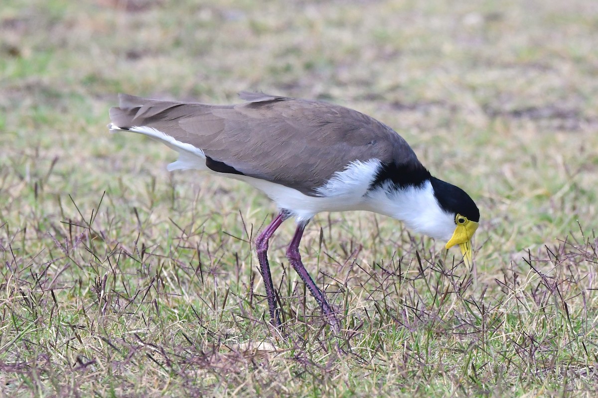 Masked Lapwing (Black-shouldered) - Alfons  Lawen