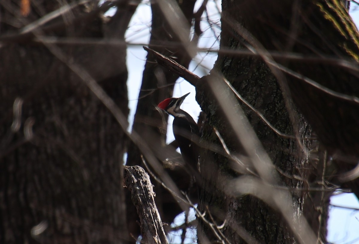 Pileated Woodpecker - Joel Neylon