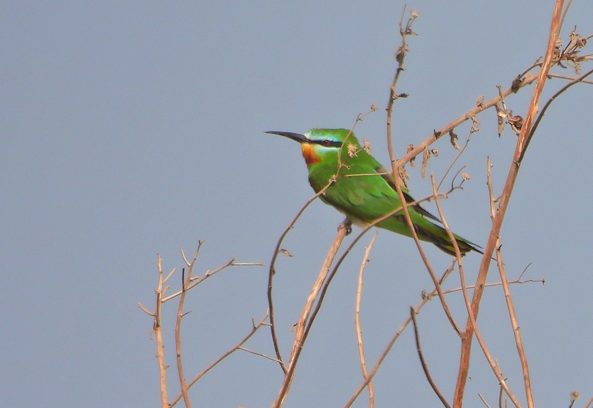 Blue-cheeked Bee-eater - ML432829231