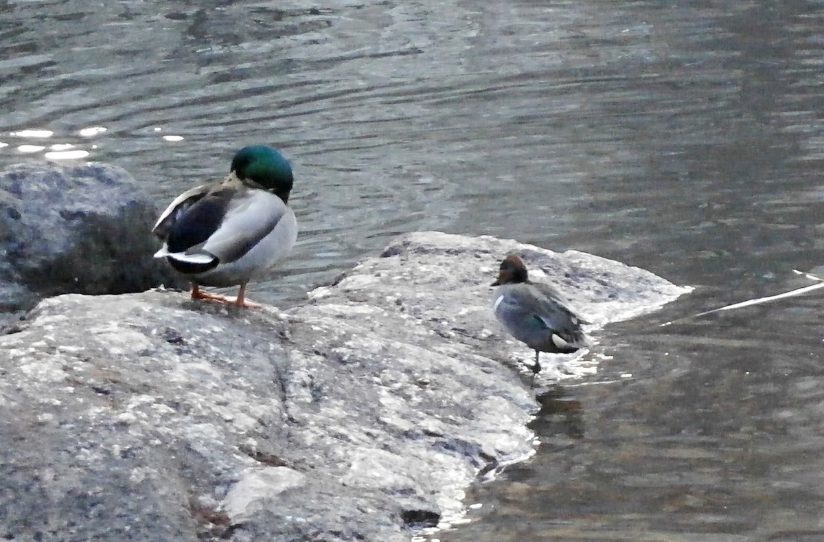 Green-winged Teal - ML43282961