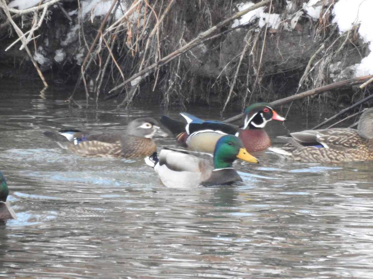 Wood Duck - Dave Milsom