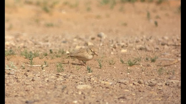 Arabian Lark - ML432832681