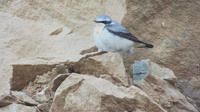 ハシグロヒタキ（oenanthe／libanotica） - ML432833301