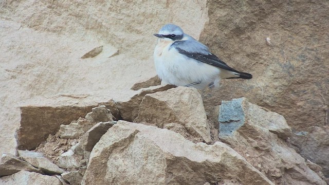 Buztanzuri arrunta (oenanthe/libanotica) - ML432833301