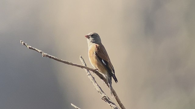 Yemen Linnet - ML432833521