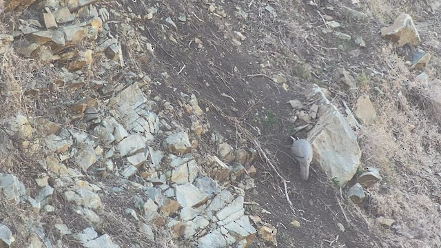 アラビアイワシャコ - ML432833661