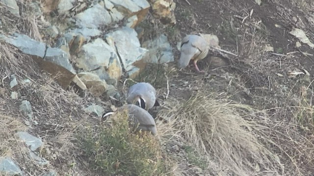 Arabian Partridge - ML432833761