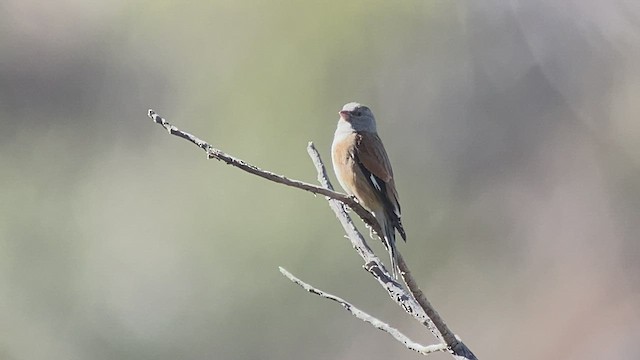 Yemen Linnet - ML432833861