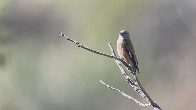 Yemen Linnet - ML432833871