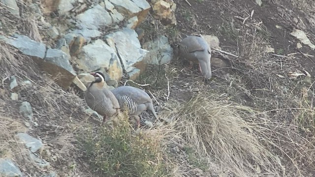 アラビアイワシャコ - ML432833941