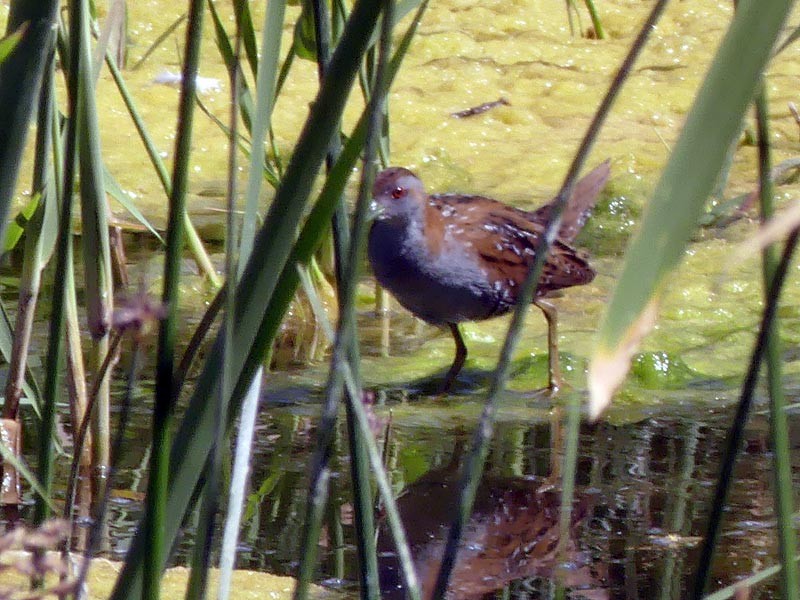 小秧雞 - ML432834421