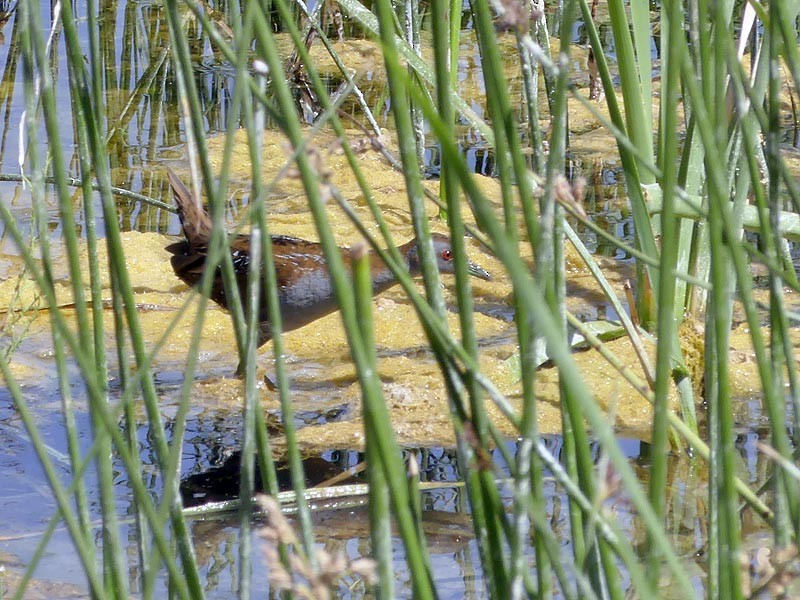 小秧雞 - ML432834431