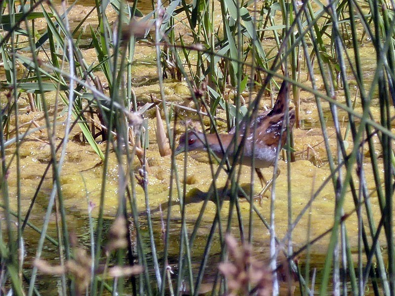 Baillon's Crake - ML432834451