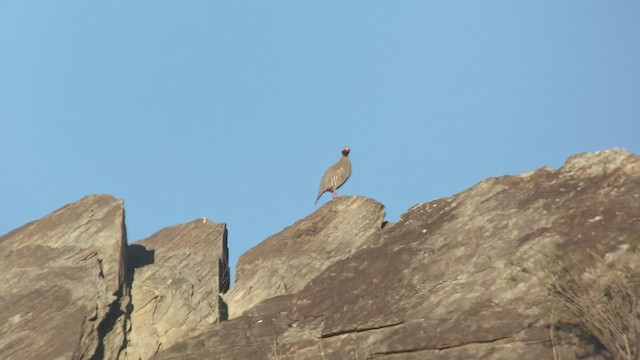 Philby's Partridge - ML432834541