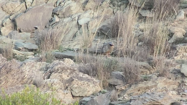 Philby's Partridge - ML432834591