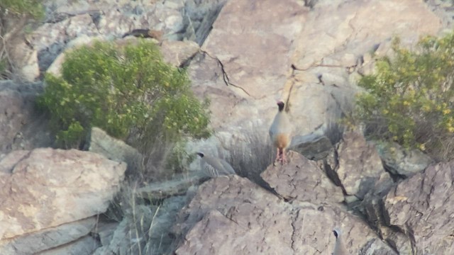 Philby's Partridge - ML432834601