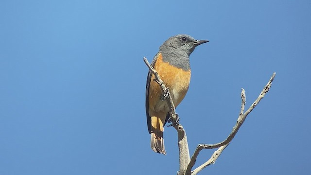 Little Rock-Thrush - ML432834841