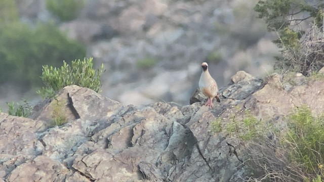 Philby's Partridge - ML432834851